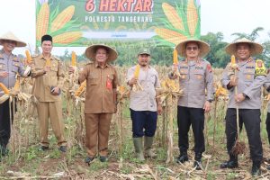 Kapolresta Tangerang: Panen Jagung Sejalan dengan Asta Cita Presiden RI untuk Ketahanan Pangan Kapolresta Tangerang: Panen Jagung Sejalan dengan Asta Cita Presiden RI untuk Ketahanan Pangan