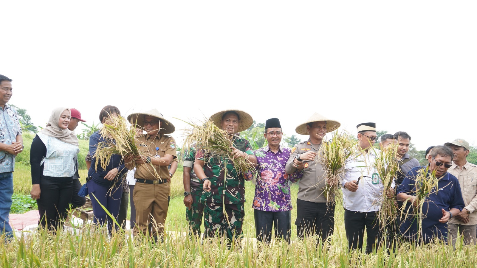 Dandim 0510/Tigaraksa Bersama Muspika Panen Raya: Perkuat Pangan, Petani Semakin Mandiri