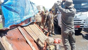 Satpol PP Tertibkan Puluhan Pedagang Liar di Situ Ciherang, Temukan Adanya Pungli Satpol PP Tertibkan Puluhan Pedagang Liar di Situ Ciherang, Temukan Adanya Pungli