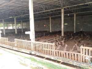 Peternakan Bebek di Desa Kemiri Diduga Tak Miliki Izin dan Ganggu Lingkungan Warga