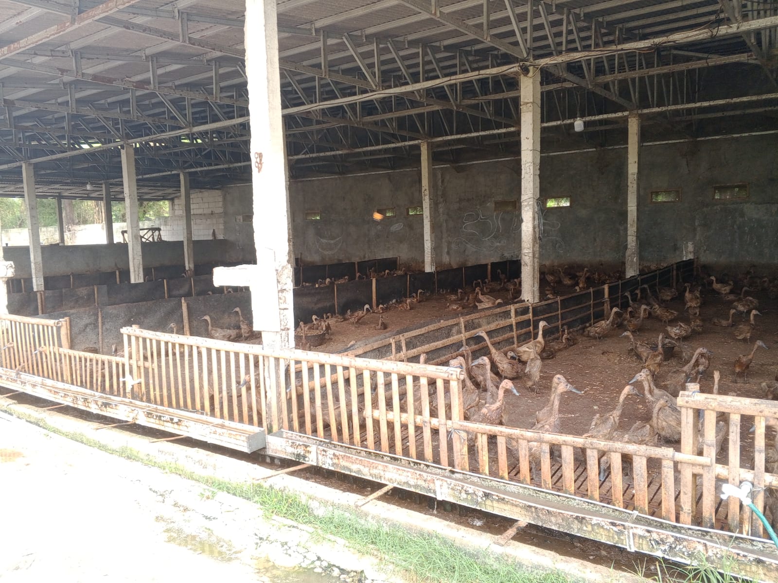 Peternakan Bebek di Desa Kemiri Diduga Tak Miliki Izin dan Ganggu Lingkungan Warga