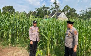 Bhabinkamtibmas Polsek Padarincang Sambangi Petani Jagung untuk Dukung Ketahanan Pangan Bhabinkamtibmas Polsek Padarincang Sambangi Petani Jagung untuk Dukung Ketahanan Pangan