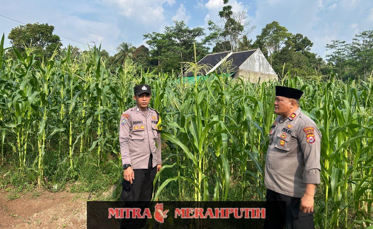 Bhabinkamtibmas Polsek Padarincang Sambangi Petani Jagung untuk Dukung Ketahanan Pangan