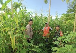 Babinkamtibmas Polsek Walantaka Polresta Serkot Dukung Kegiatan Program Swasembada Pangan Nasional