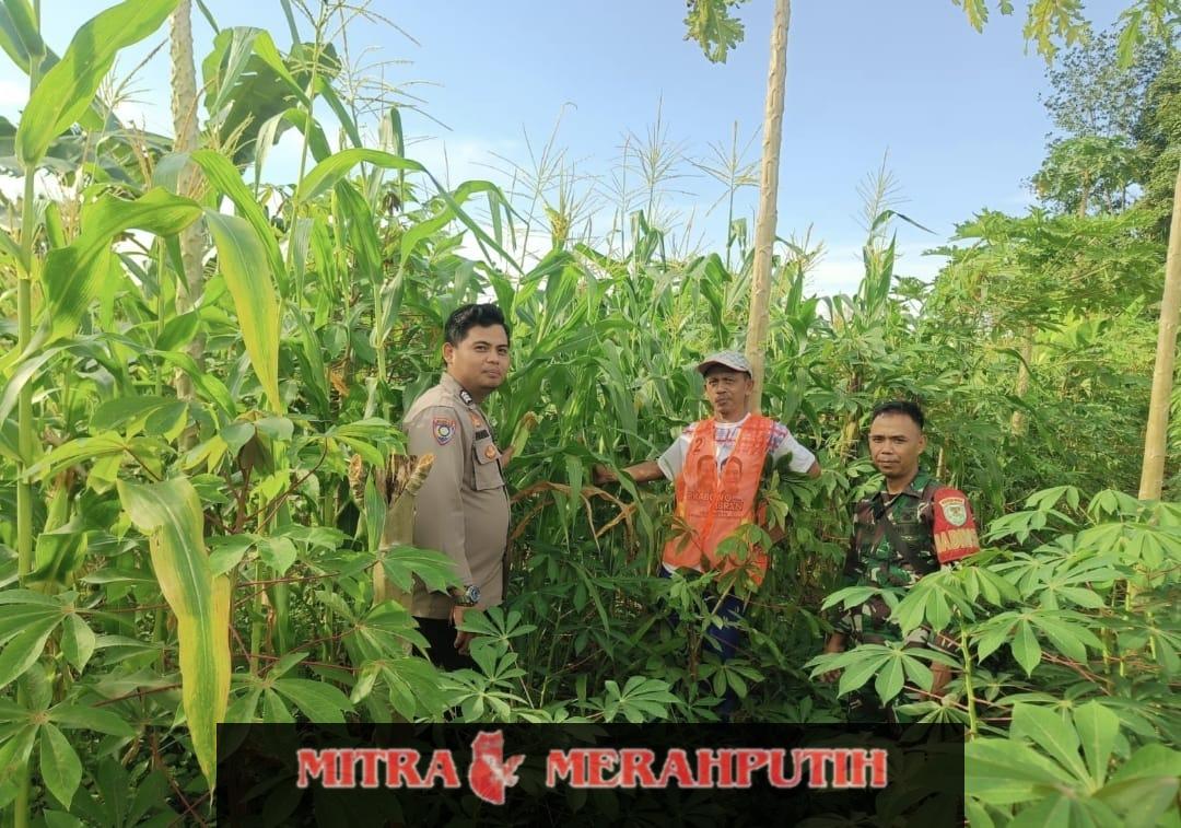 Babinkamtibmas Polsek Walantaka Polresta Serkot Dukung Kegiatan Program Swasembada Pangan Nasional