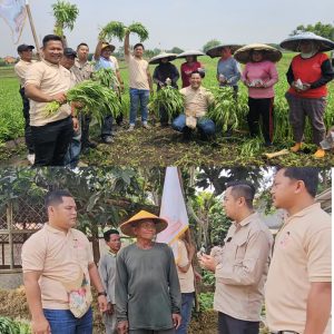 DPD Tani Merdeka Indonesia Kabupaten Tangerang Laksanakan giat Sosial Berbagi Nasi Bungkus Untuk Petani‎‎‎