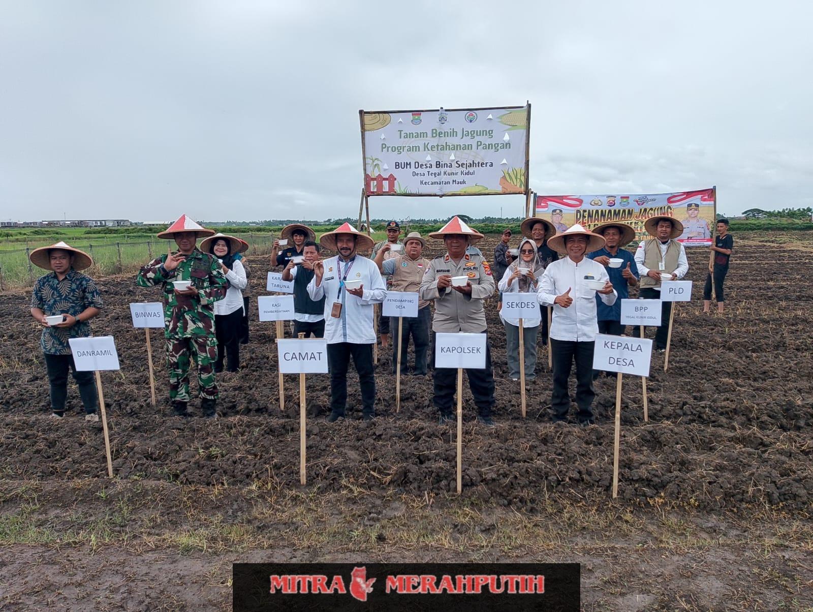 Ketahanan Pangan, Sinergi Babinsa dan BUMDes Tanam Jagung Perdana