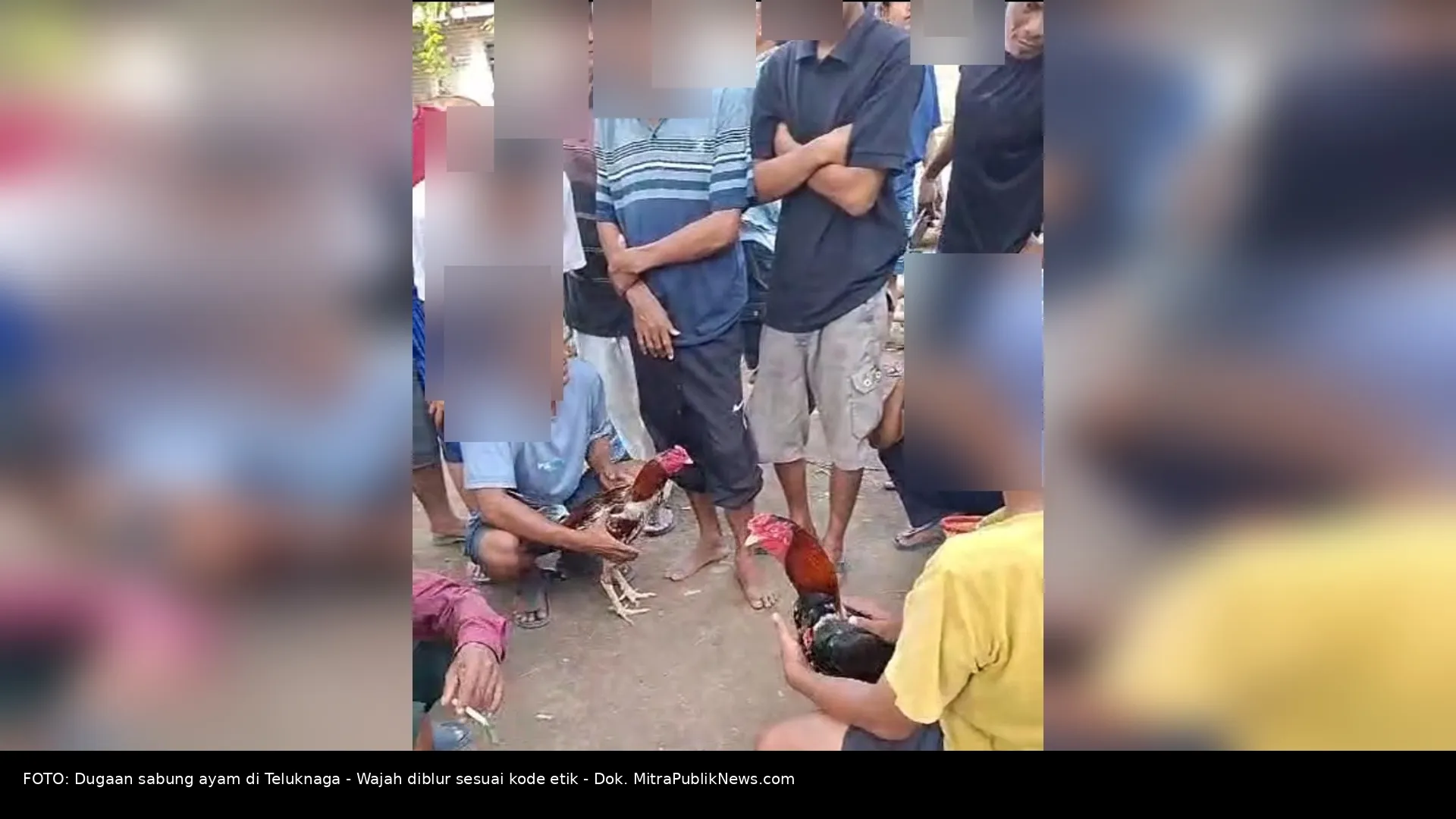 Sabung Ayam di Teluknaga Diduga Marak, Warga Soroti Kinerja Kapolsek